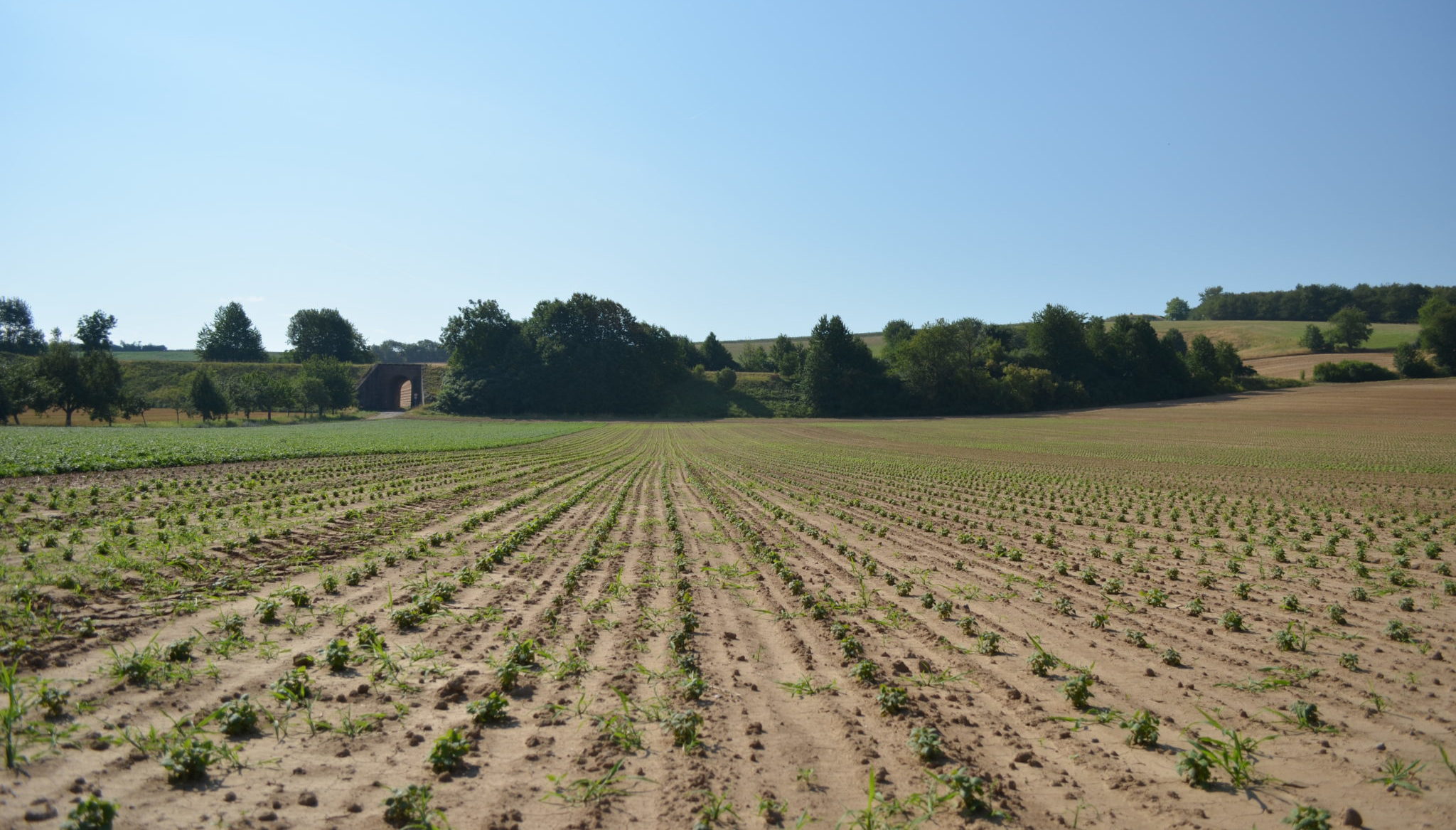 Cultivation: Medicinal Plant Farm in Germany