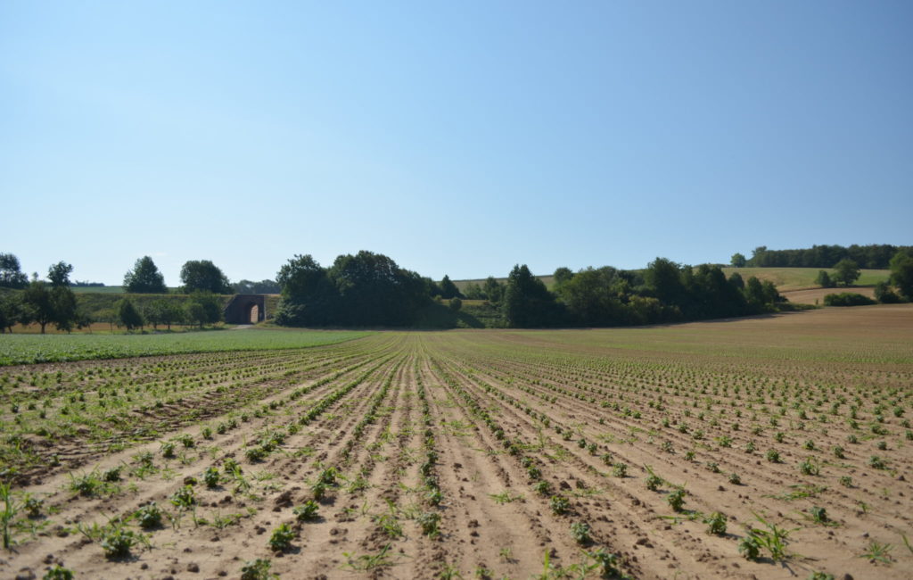 Cultivation: Medicinal Plant Farm in Germany