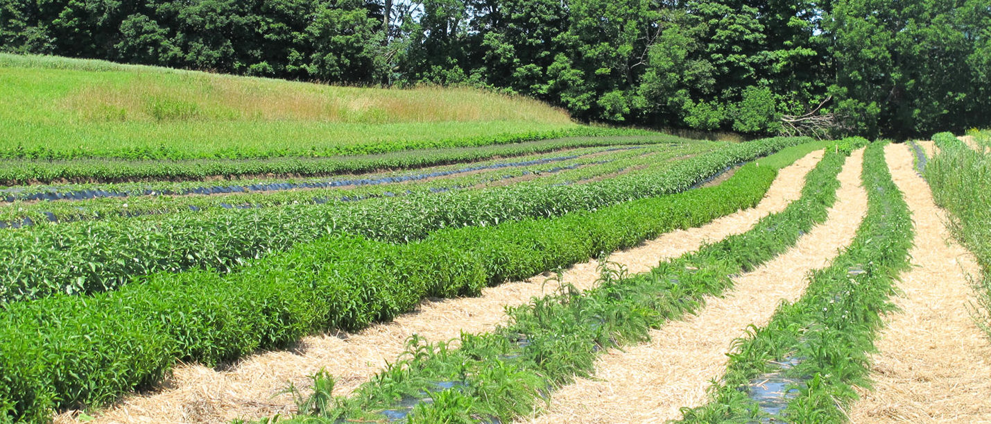 Are domestic herbs better?