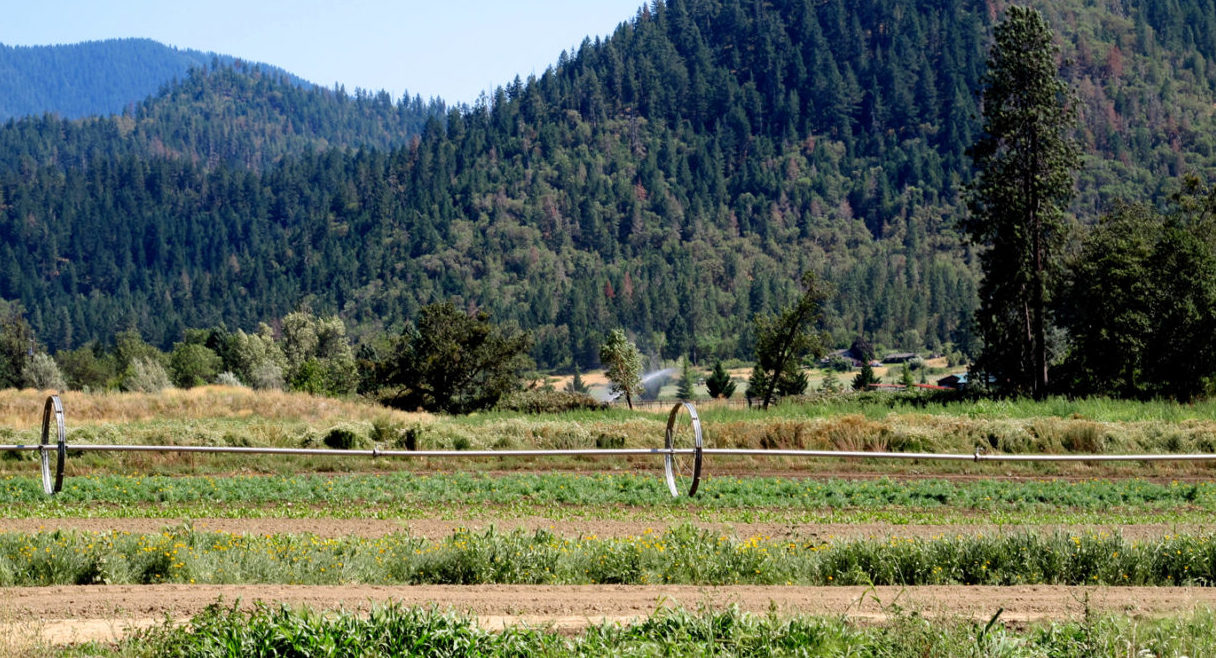 Cultivating Medicinal Plants