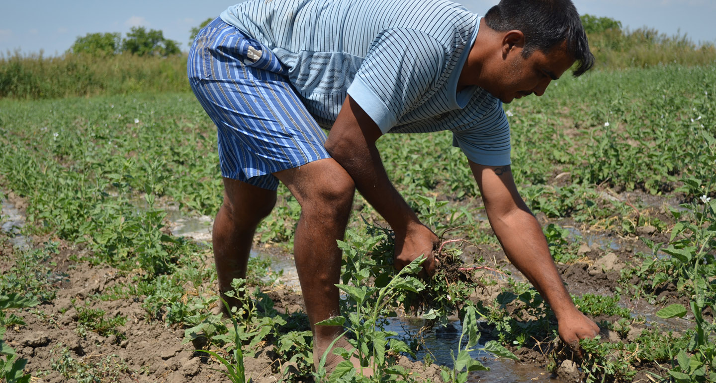 Cultivating Medicinal Plants in Bulgaria