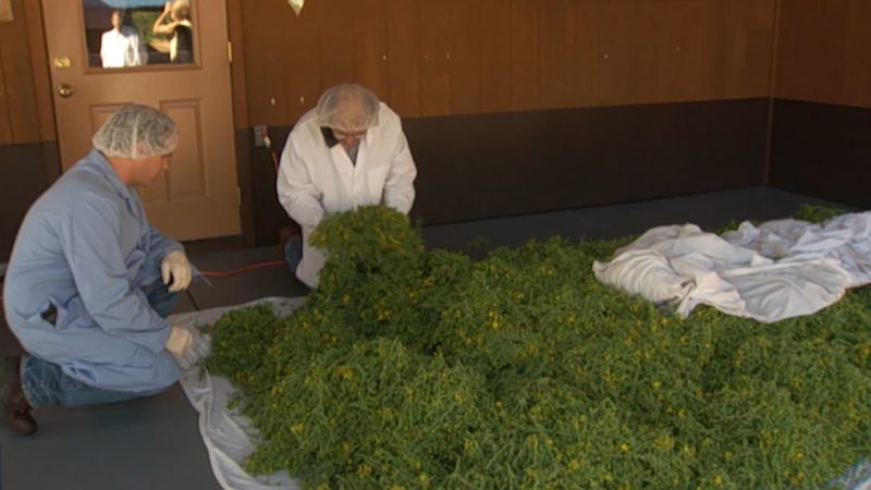 Sustainable Herbs Project Videos: Making Tinctures