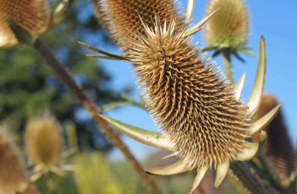 Herbalists: What you can do to educate clients about the botanical industry