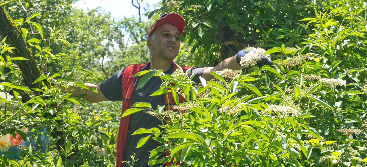 Biodiversity and Wild Herbs