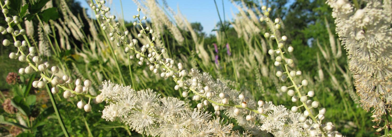 SHP-ABC thanks the generous underwriters for the Sustainable Herbs Program