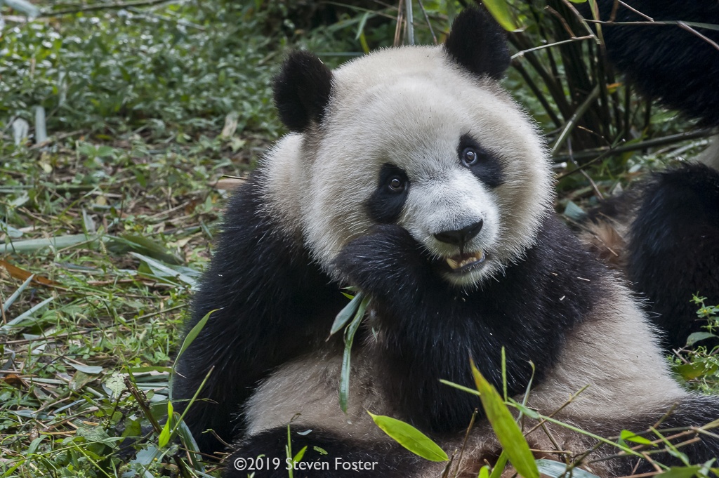 Josef Brinckmann talks about ethical supply chains, wildlife conservation, and biodiversity.