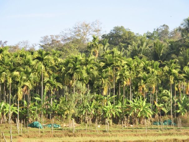 Hosagunda Farm, Karnataka, India