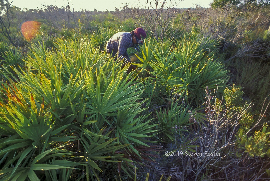 Picking saw palmetto berries.