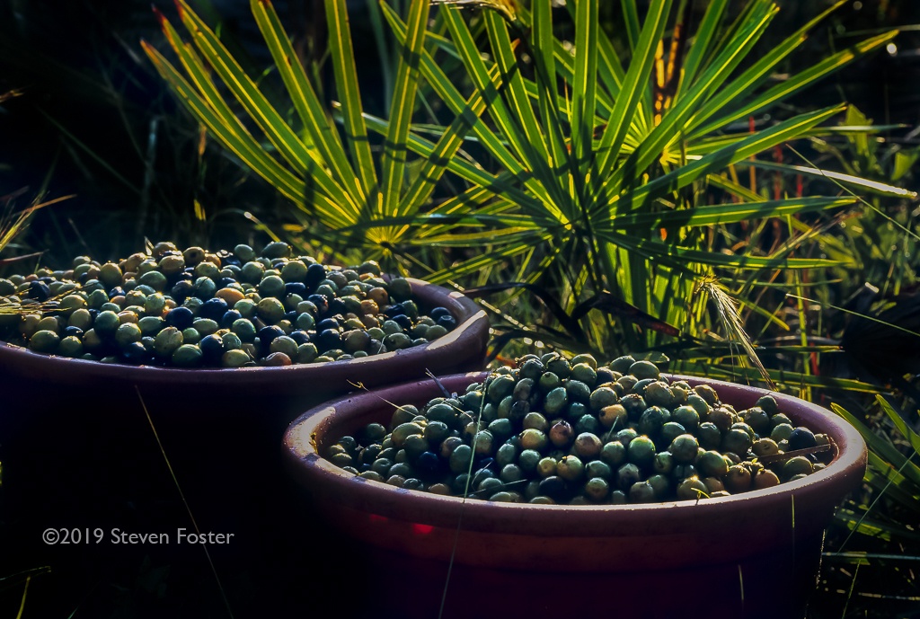 In this the first installment of a two part series, we will begin to explore the experience of human interaction with saw palmetto berries as food and medicine. Part two of the series will focus on the saw palmetto conservation conundrum from the 1990s to the present time.