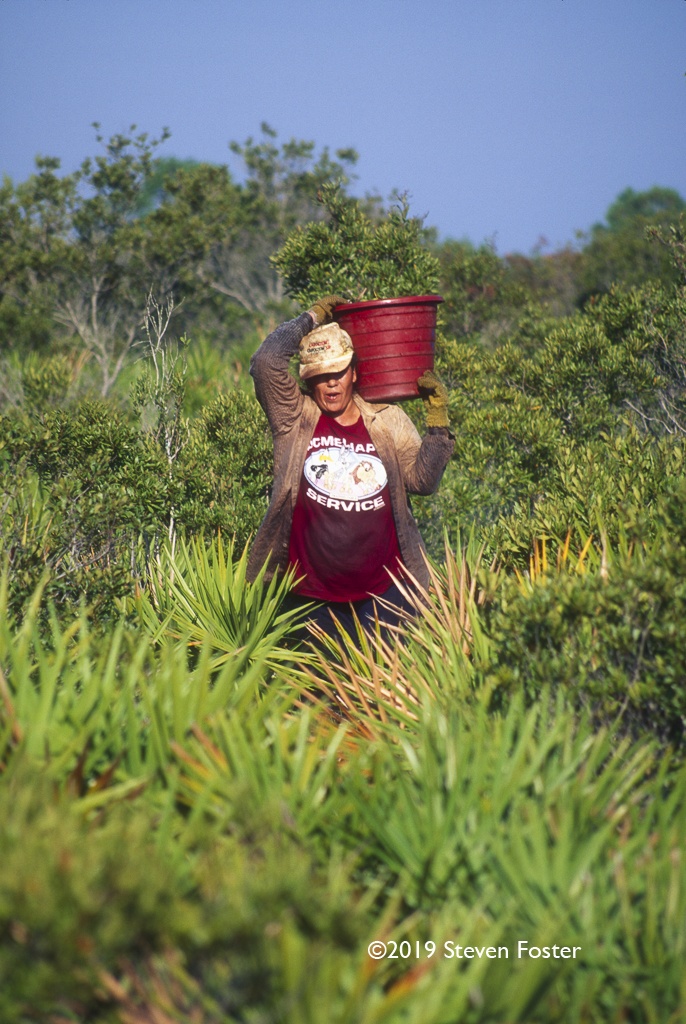 Hauling a full bucket of saw palmetto berries.