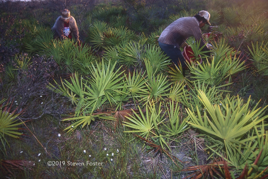 Picking saw palmetto berries before sunrise.