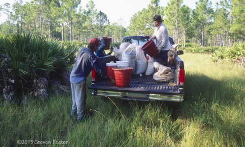 The first in a two-part series on the sustainability of the saw palmetto harvest.