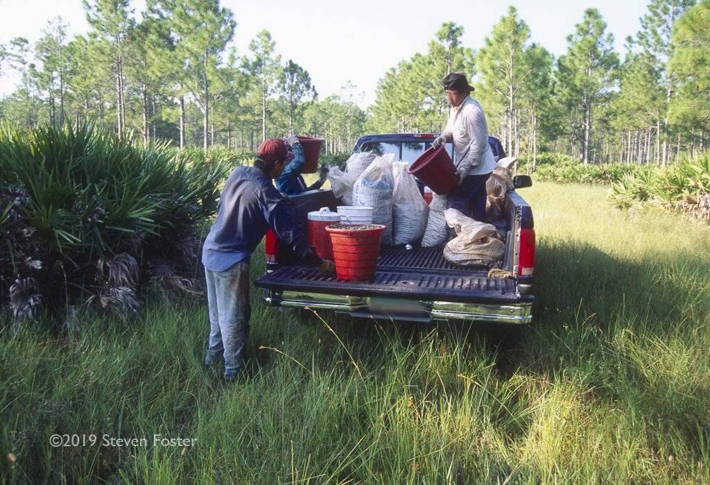 The first in a two-part series on the sustainability of the saw palmetto harvest.