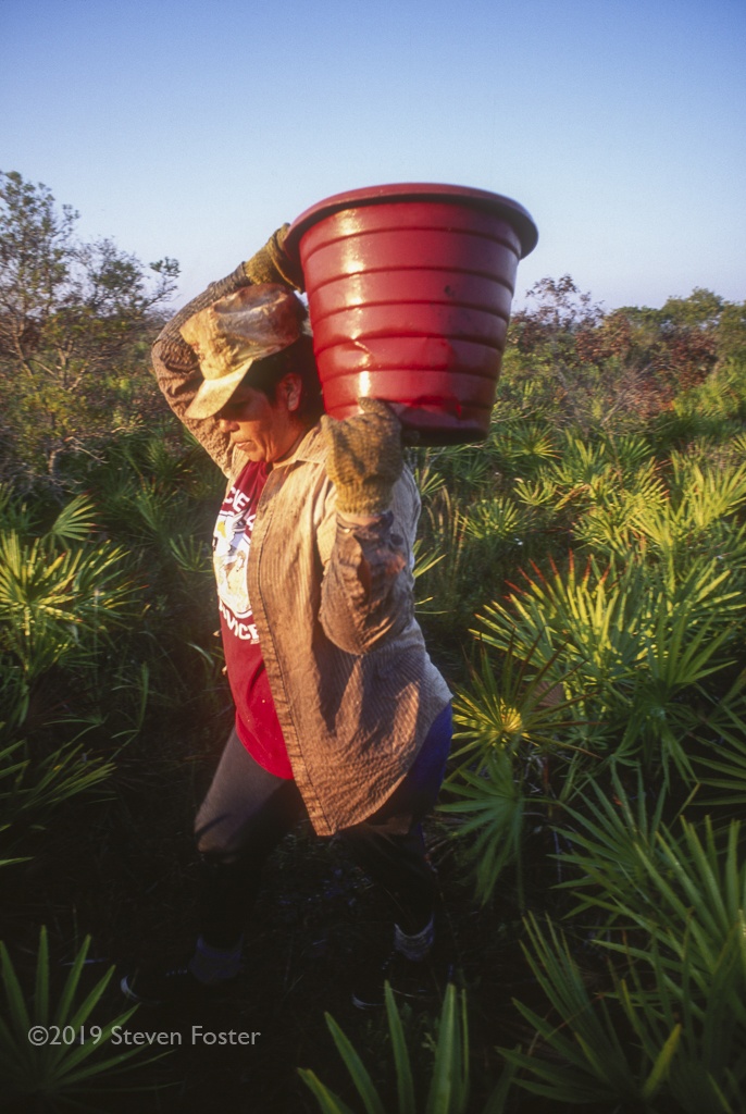 The first in a two-part series on the sustainability of the saw palmetto harvest.