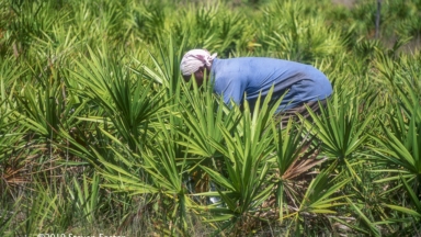 Saw palmetto berry harvest.