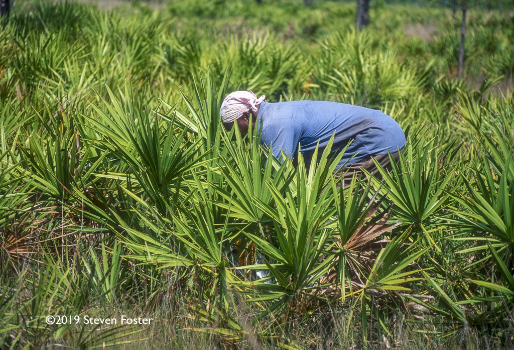 Saw palmetto berry harvest.