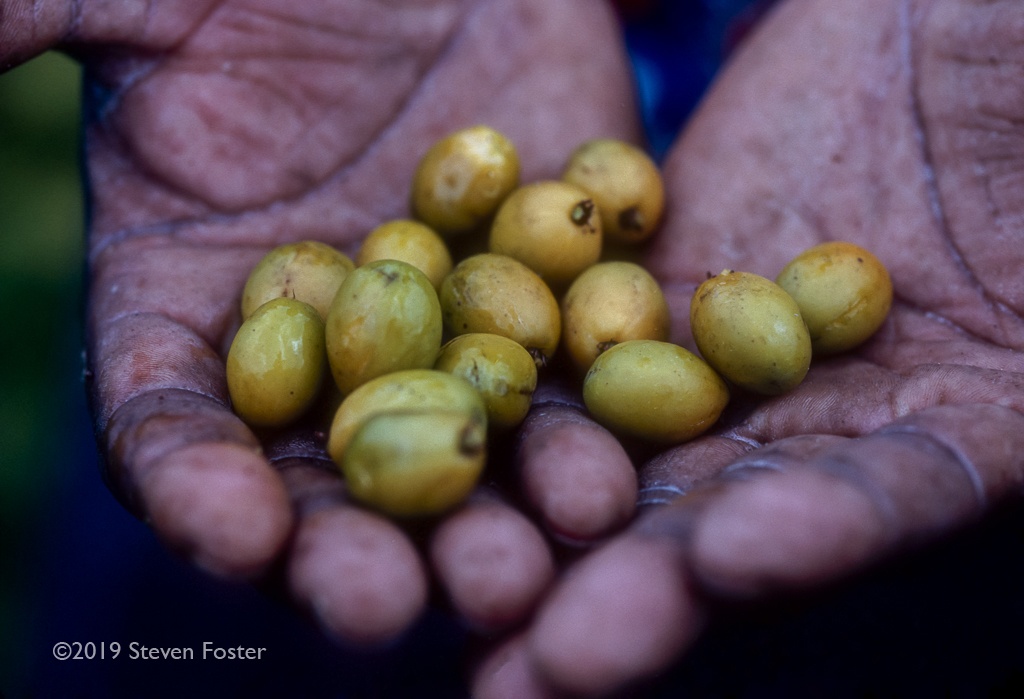 The first in a two-part series on the sustainability of the saw palmetto harvest.