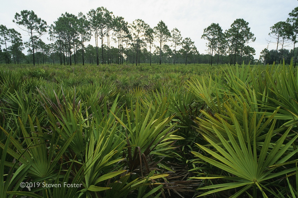 The first in a two-part series on the sustainability of the saw palmetto harvest.