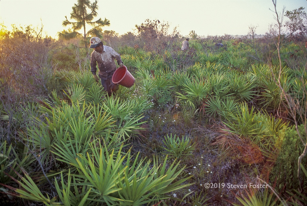 The hunt for ripe saw palmetto berries.