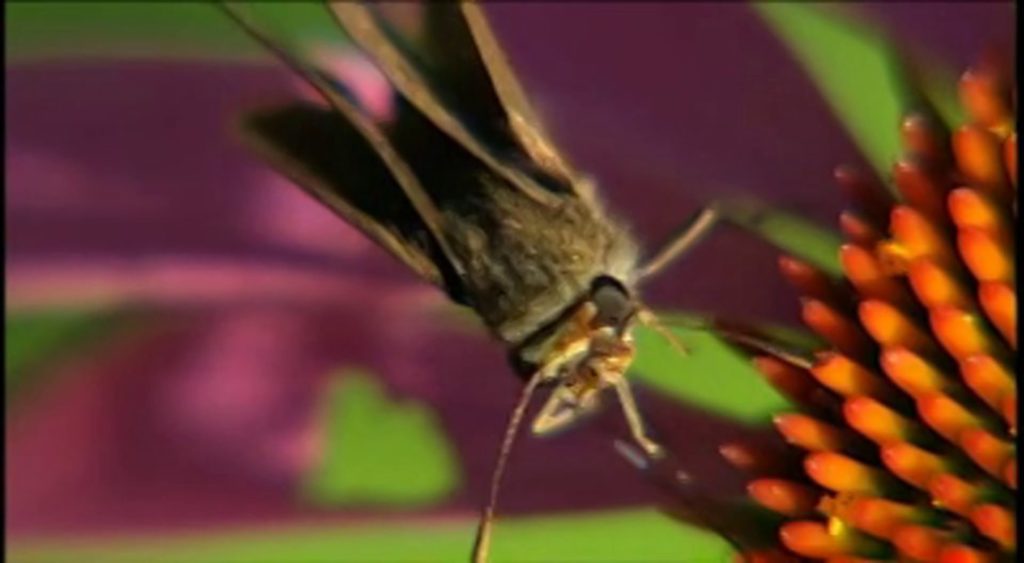 The first feature-length documentary on traditional western herbalism.