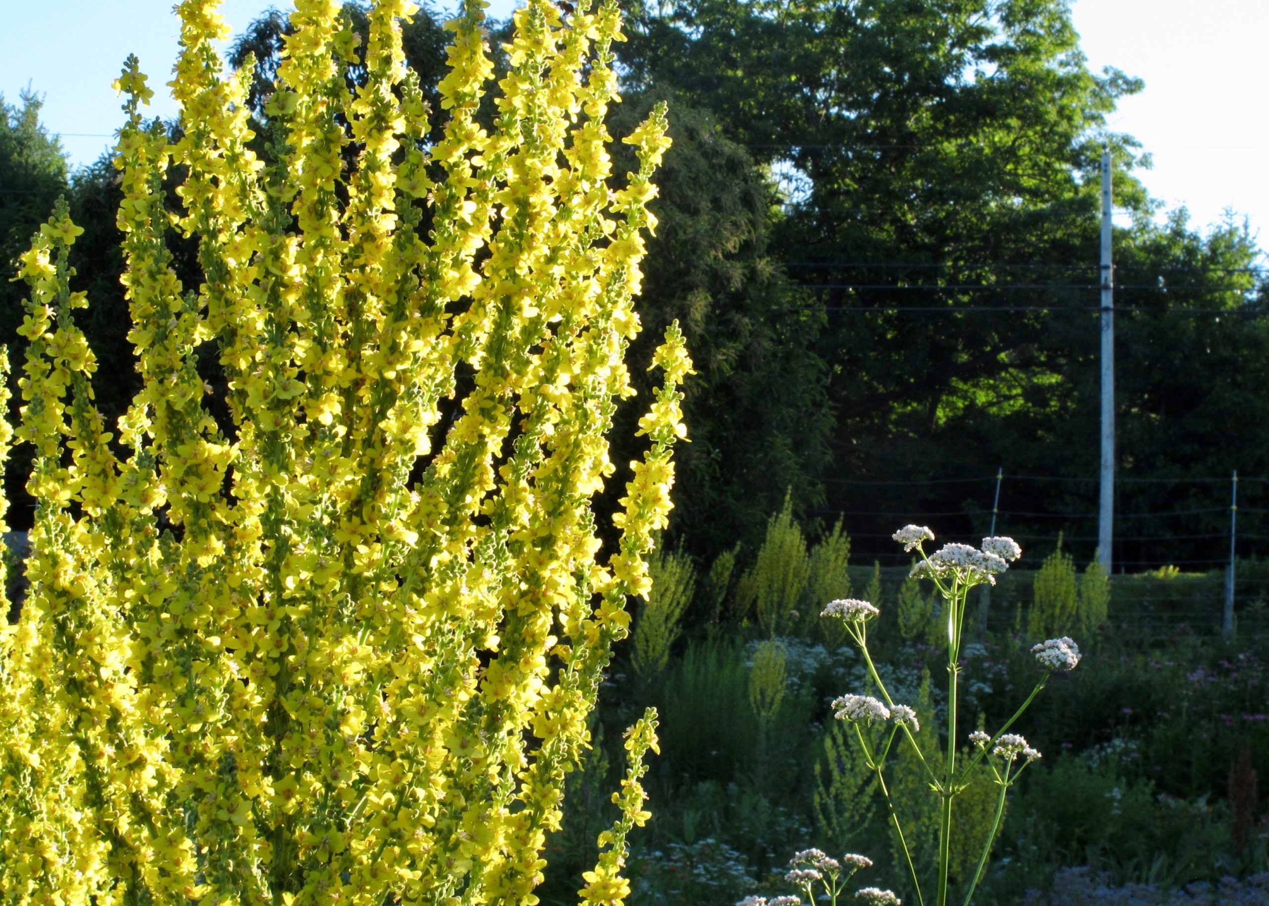 Sue Evans talks about ideas for teaching herbalists about sustainability