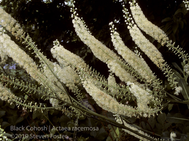 Black cohosh in commerce.