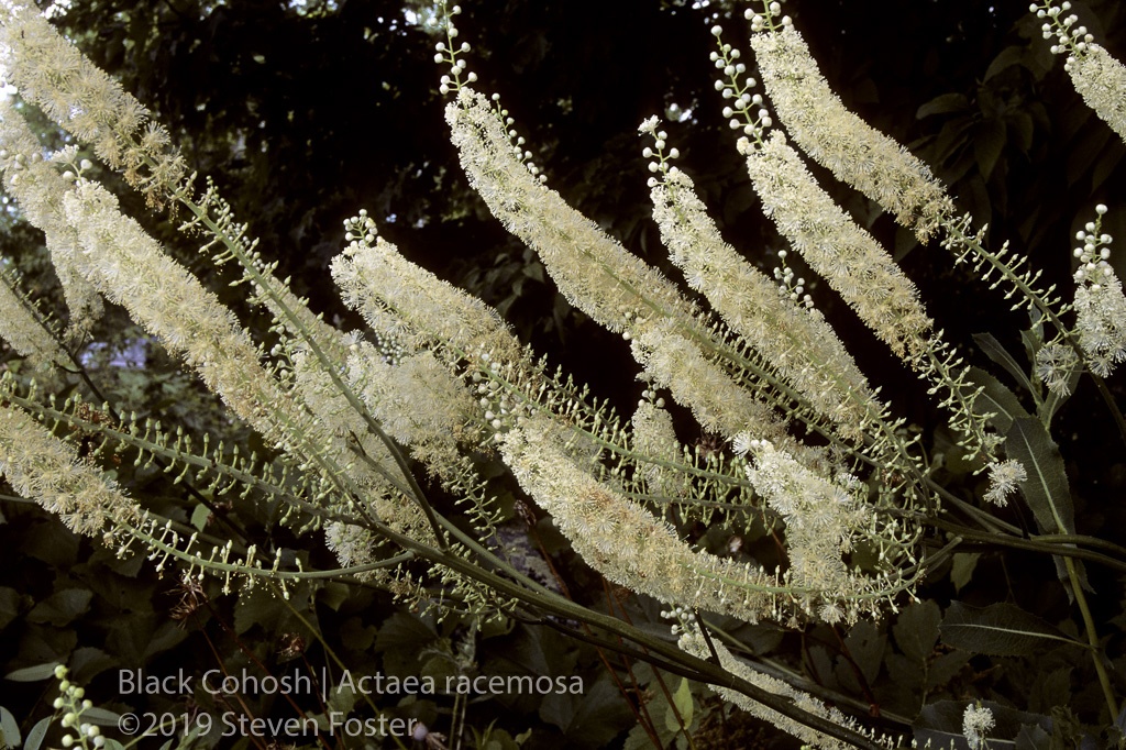 Black cohosh in commerce.