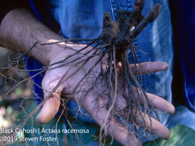 Black cohosh freshly harvested wild root.