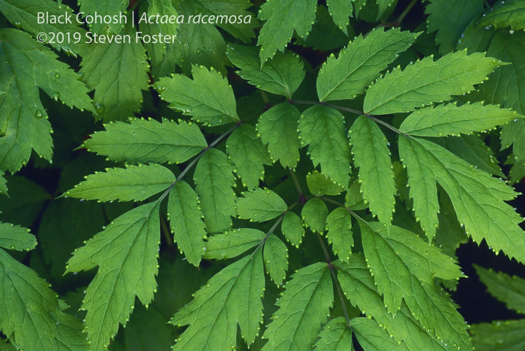 Black cohosh in commerce, part 2.