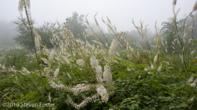 Forest Botanicals Week