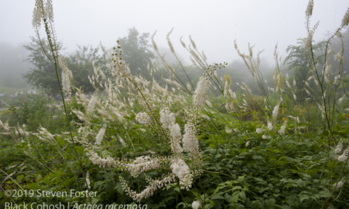 Black cohosh in commerce