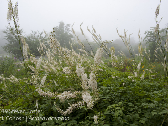 Black cohosh planting at Avena Botanicals, Rockport, Maine.