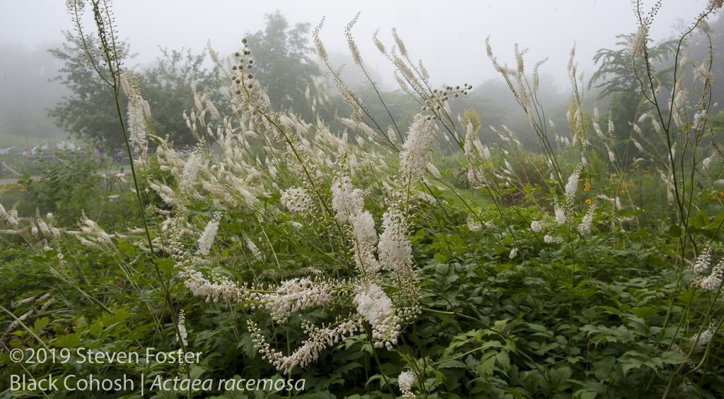 Black cohosh in commerce