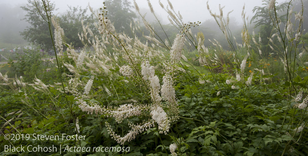 Black cohosh planting at Avena Botanicals, Rockport, Maine.