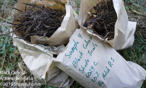 Black cohosh samples