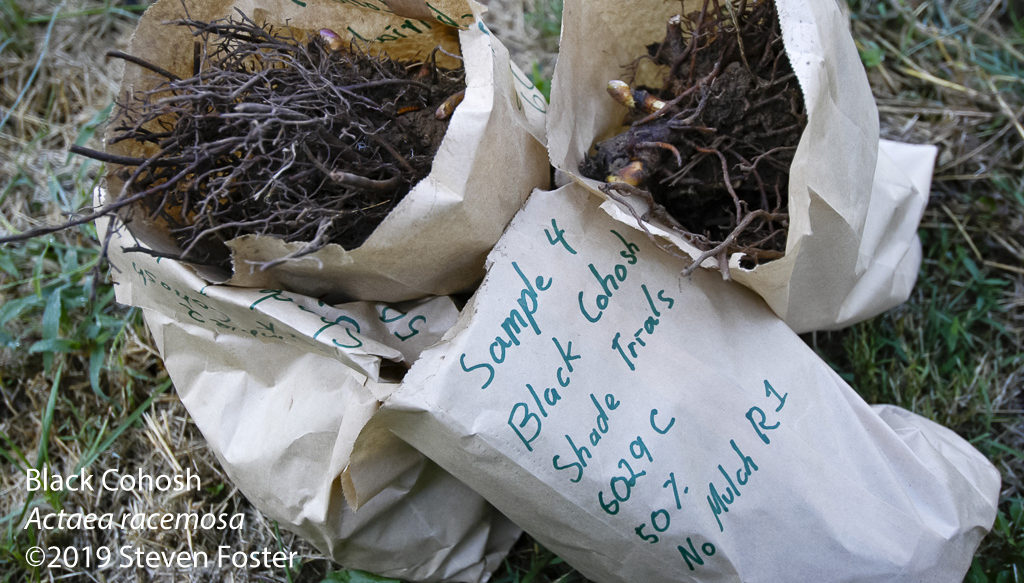 Black cohosh samples