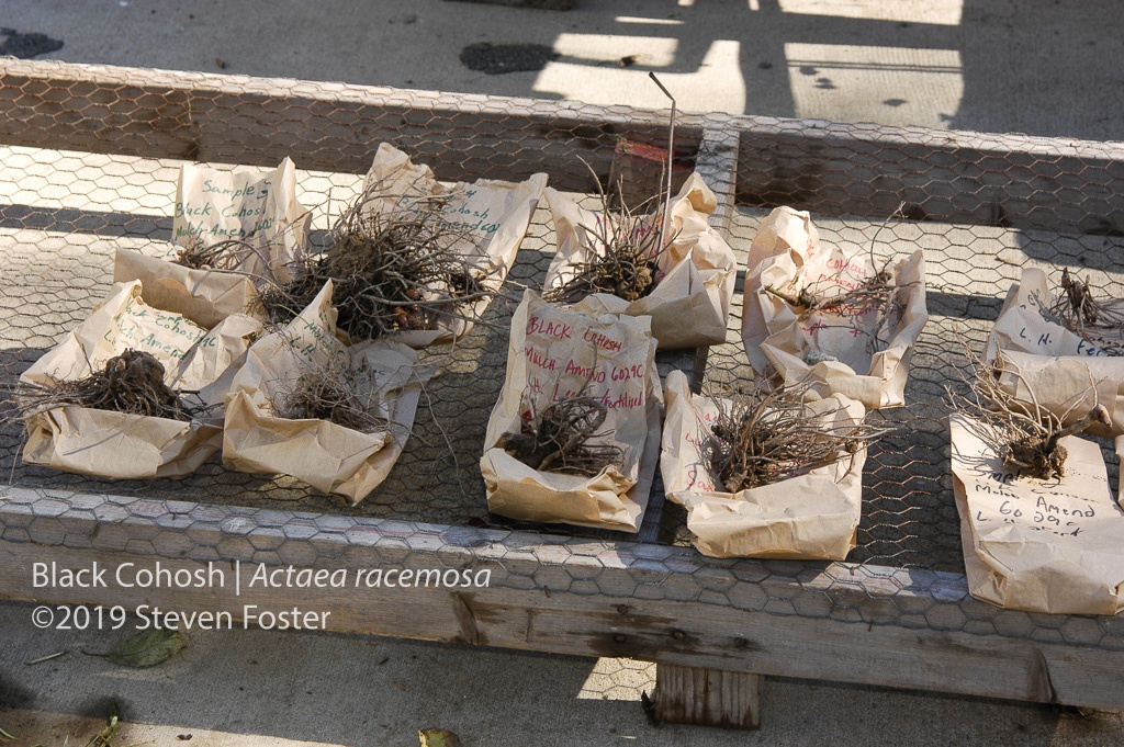 Drying black cohosh samples from experimental planting. Photo by Steven Foster.