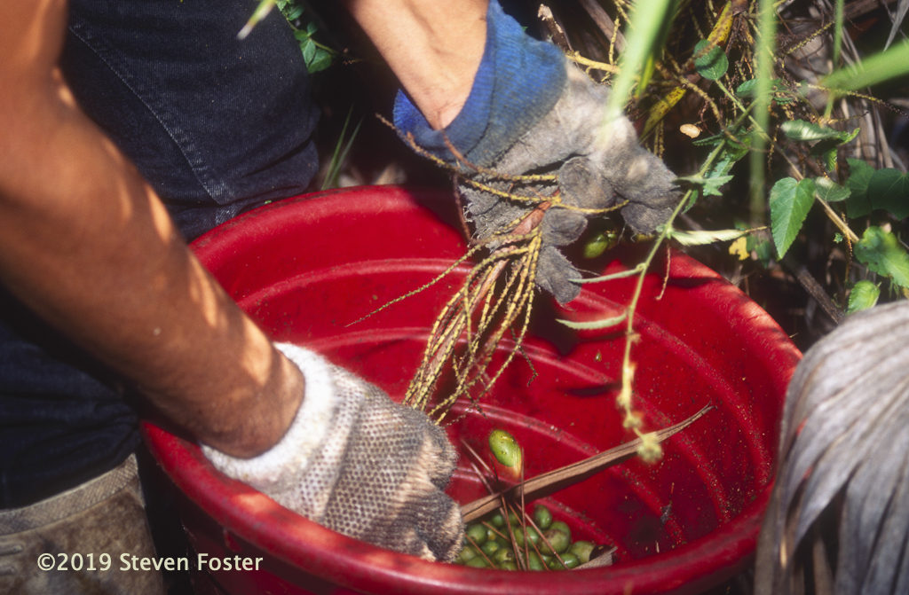 Saw palmetto, one of the most important North American medicinal plants, faces an uncertain future due to climate change, biodiversity loss, and trade fluctuations.