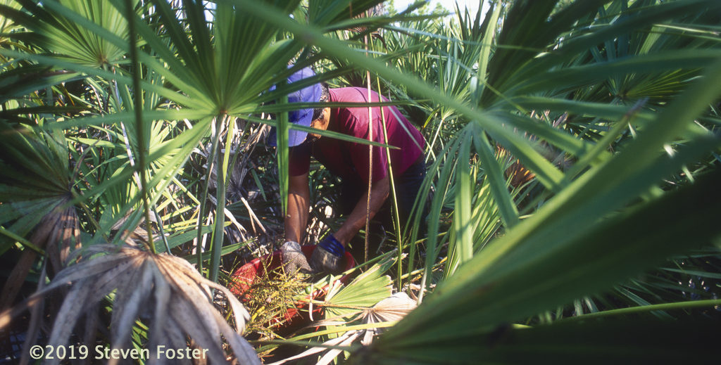 What are the key sustainability issues around plants in commerce? How can consumers, herbalists, and companies connect with the stories of these plants?