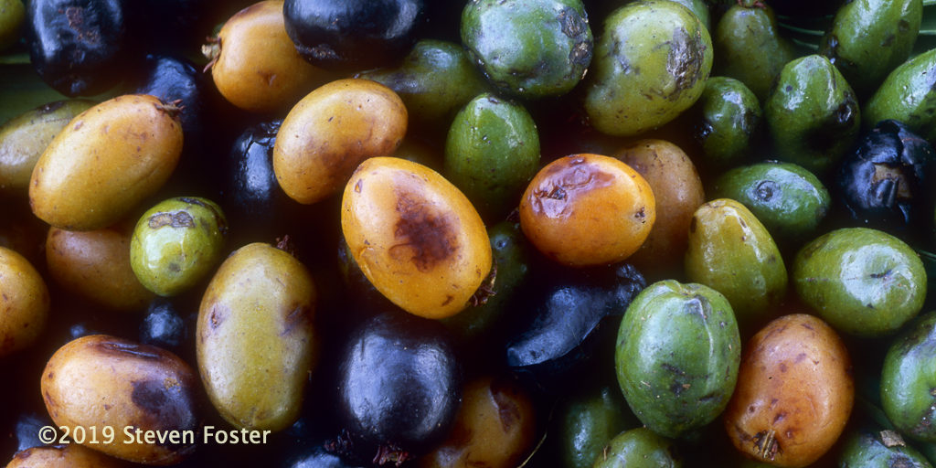 Saw palmetto, one of the most important North American medicinal plants, faces an uncertain future due to ciimate change, biodiversity loss, and trade fluctuations.