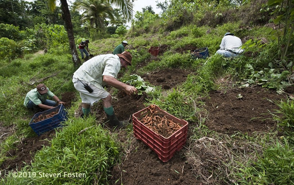 Turmeric root, Curcuma longa farming and harvest at Finca Luna Nueva in Costa Rica, a Demeter certified biodynamic farm. Rhizome production is achieved with no-till farming methods.