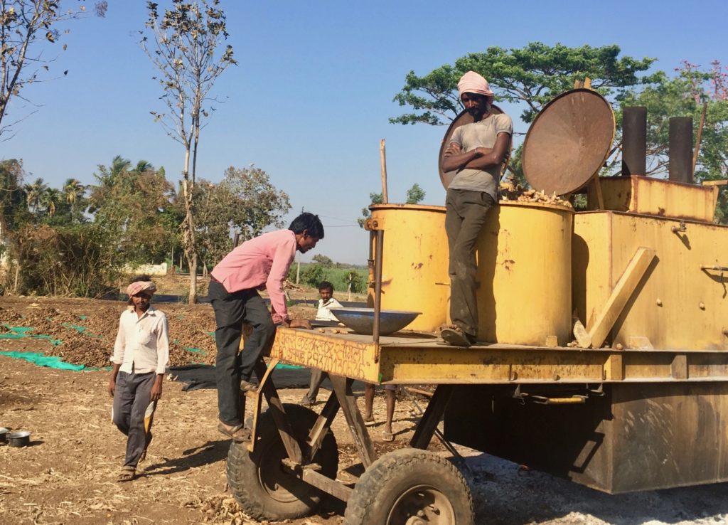 Turmeric Finger Steaming in the field pre-field drying.