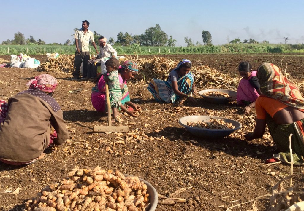 Field workers with turmeric leaves in background. Maharashtra, India Feb 2017 Photo: Bill Chioffi