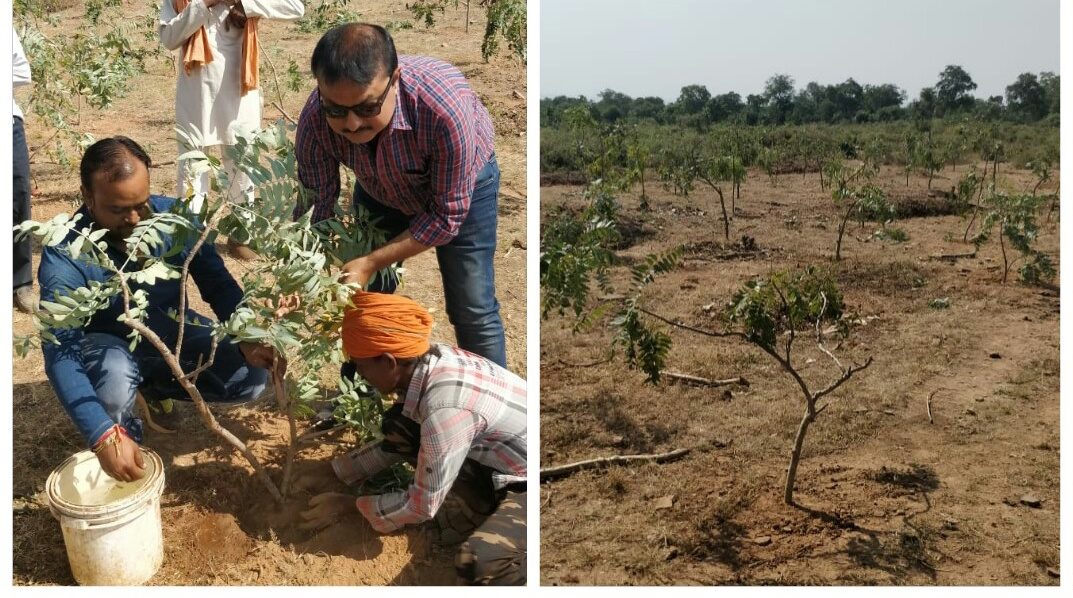 SHP interviews Verdure Sciences about planting Boswellia trees as a way to ensure a future supply of the gum resin harvested from these trees.