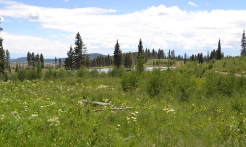 Using UpS At Risk tool to monitor harvest of oshá root from Colorado.