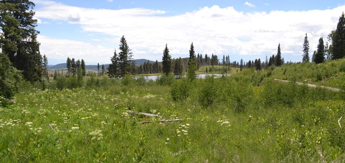 Using UpS At Risk tool to monitor harvest of oshá root from Colorado.