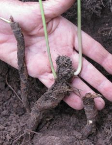 Oshá plants in Colorado re sprouting from roots cut during harvest of the previous year; Over 60% of plots had re sprouts.