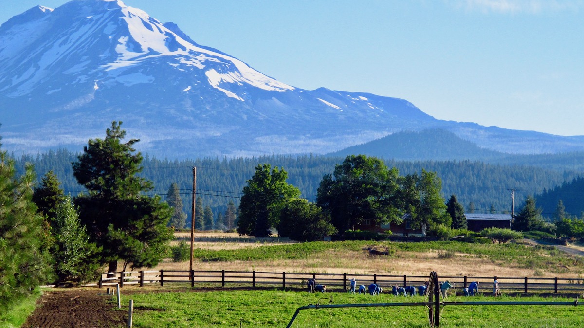 Webinar to address climate action in the botanical industry