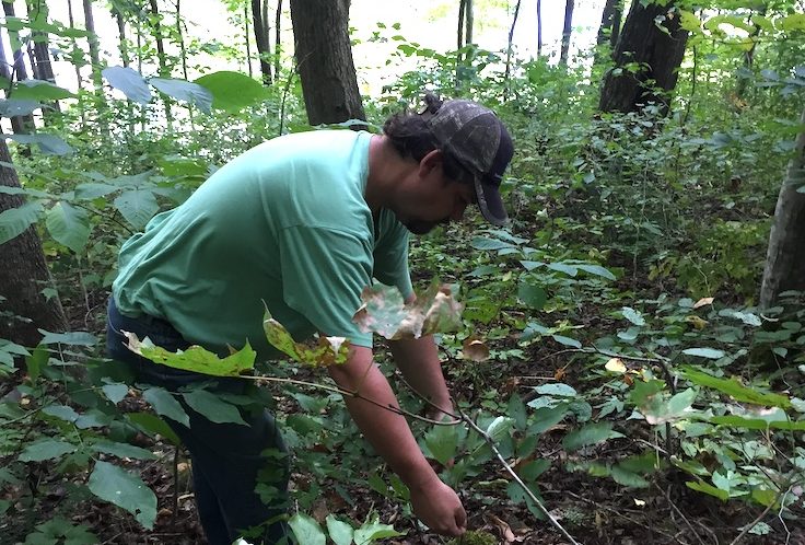 Wildcrafting in Appalachia