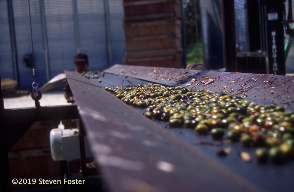 As part of the Sustainable Herbs Program efforts to highlight innovative approaches to tackling sustainability challenges in the industry, Ann spoke with Andrea Zangara, Scientific Marketing Manager at Euromed, an ingredient supplier in Barcelona, Spain, about upcycling residue from extracting saw palmetto fruit.